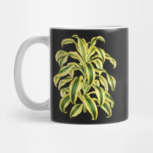 Dracaena reflexa ‘Variegata’ - botanical illustration Mug